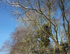 brown tree under clear blue sky thumbnail