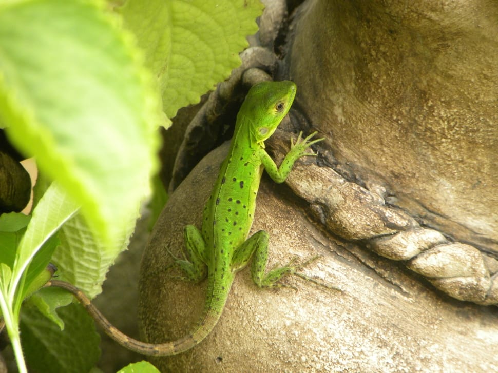 green reptile preview