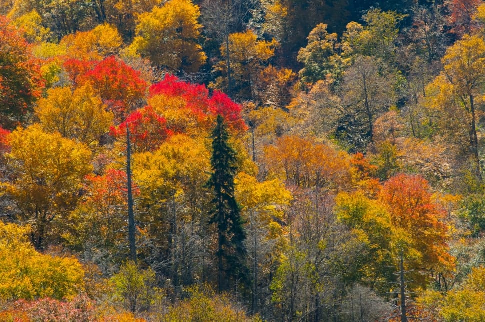 yellow and red leaf trees preview