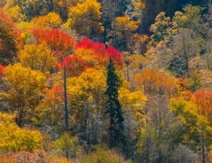 yellow and red leaf trees thumbnail