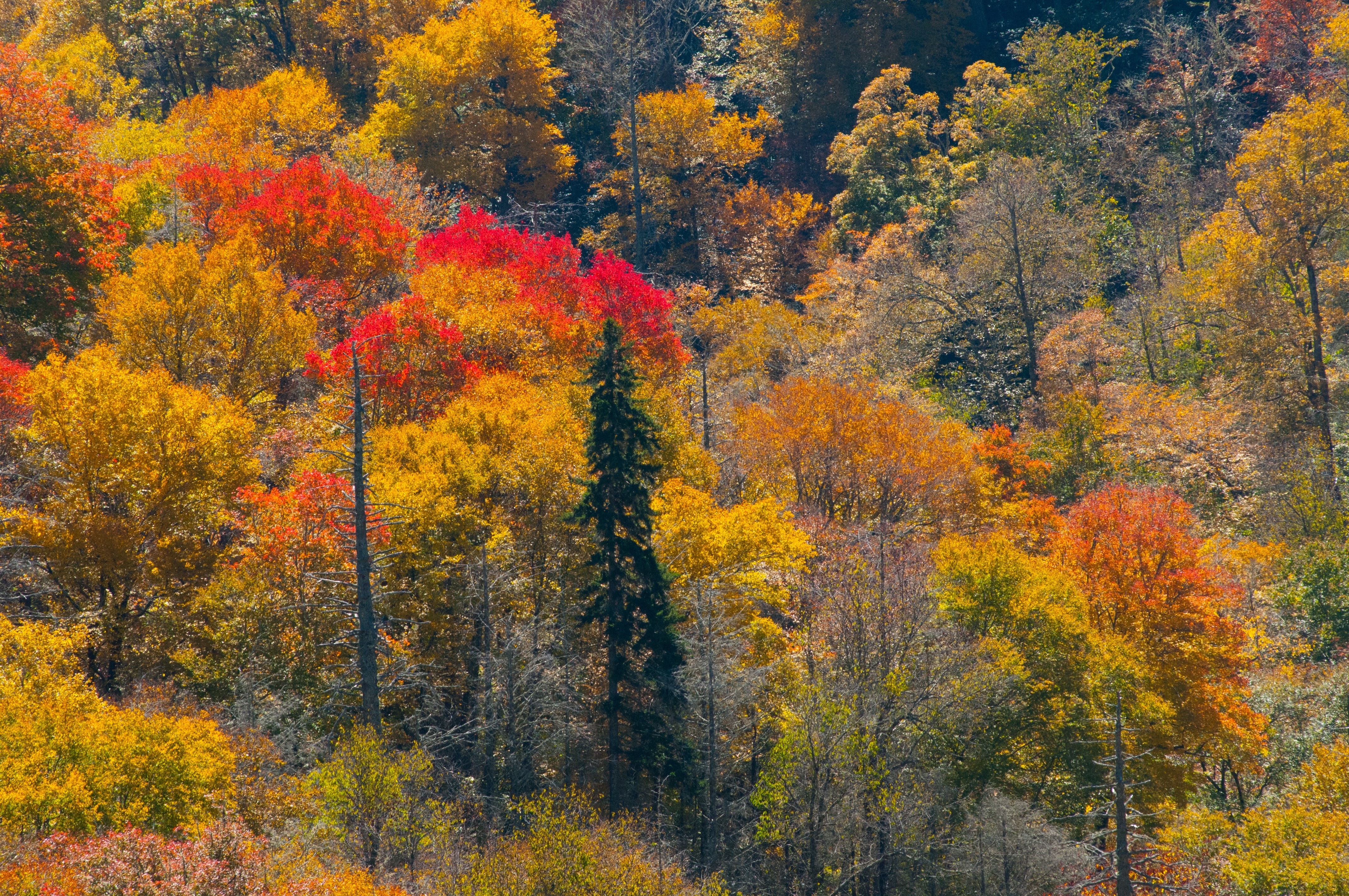 yellow and red leaf trees