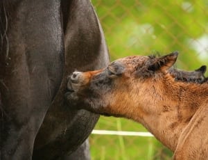 calf drinking on mother cow thumbnail
