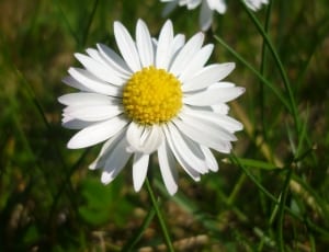 white daisy thumbnail