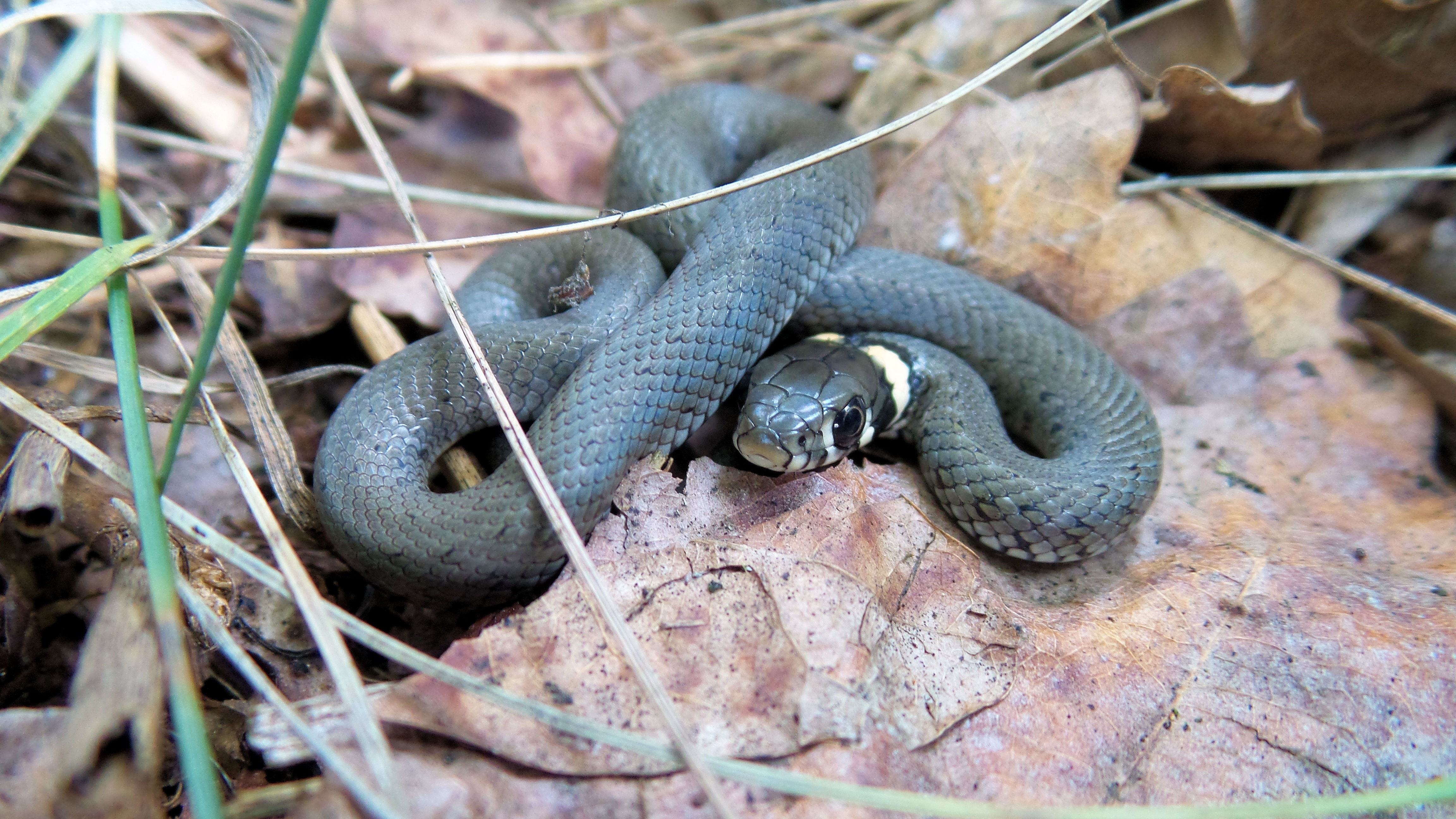 gray snake