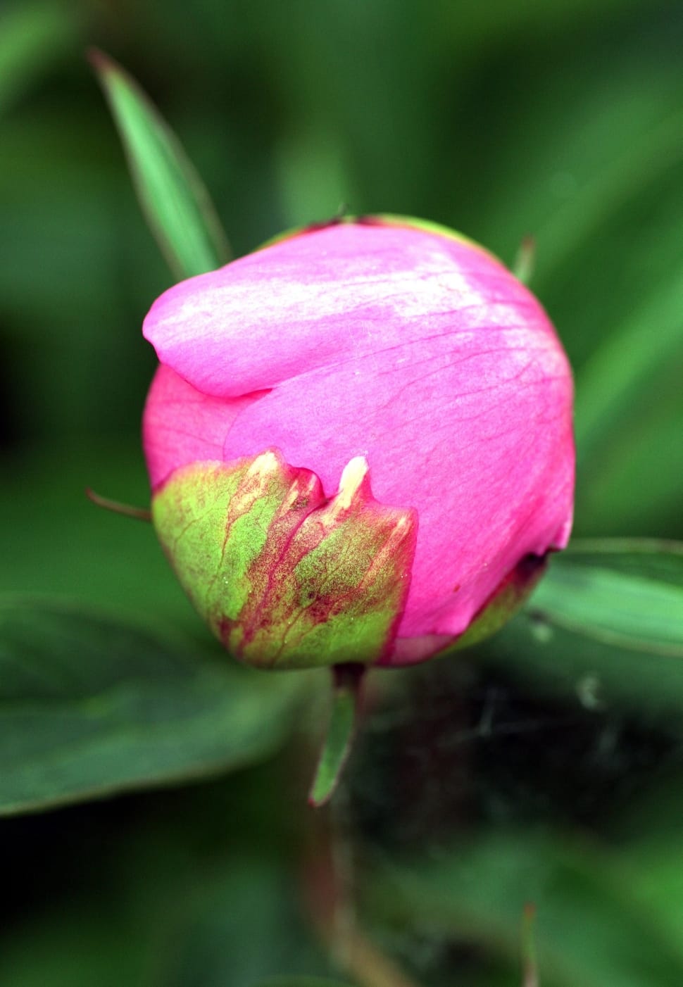pink and green petaled flower preview