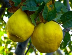 2 yellow fruits thumbnail
