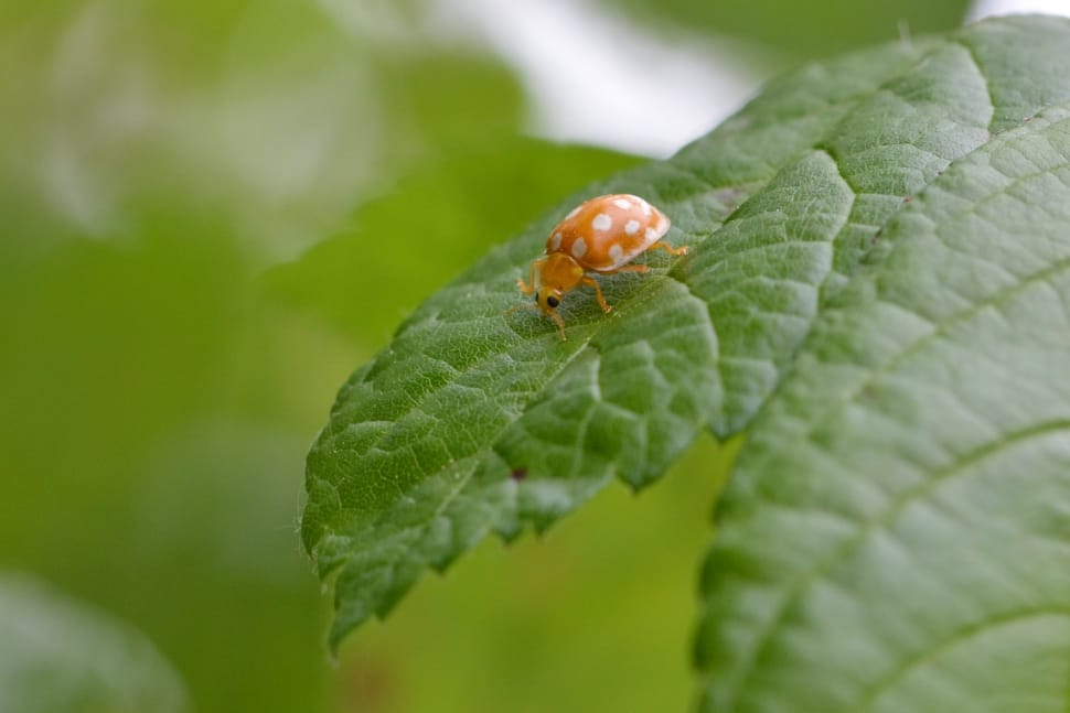 brown ladybug preview