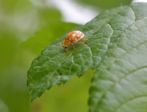 brown ladybug thumbnail