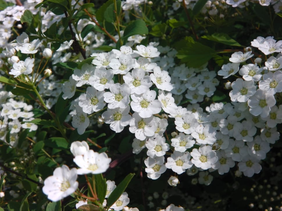 white cluster flowers preview