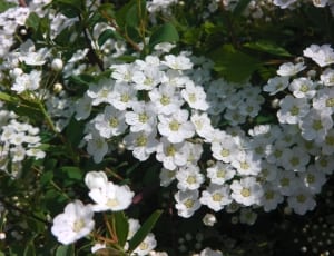 white cluster flowers thumbnail