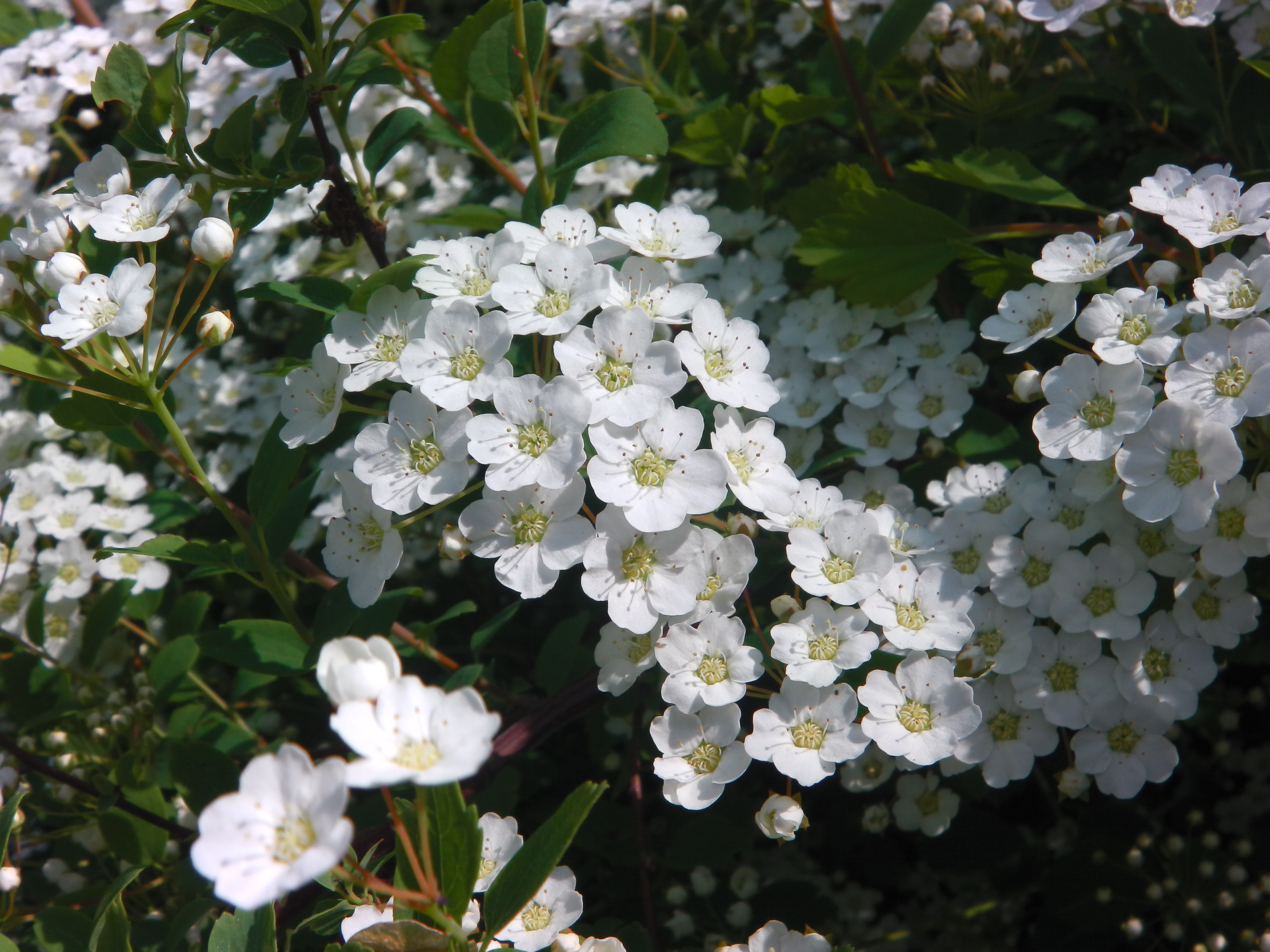 white cluster flowers