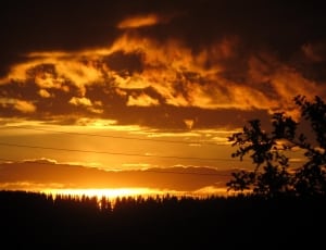 silhouette of trees at golden hour thumbnail