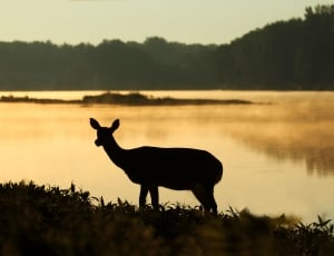 silhouette of deer on river duck during daytime thumbnail