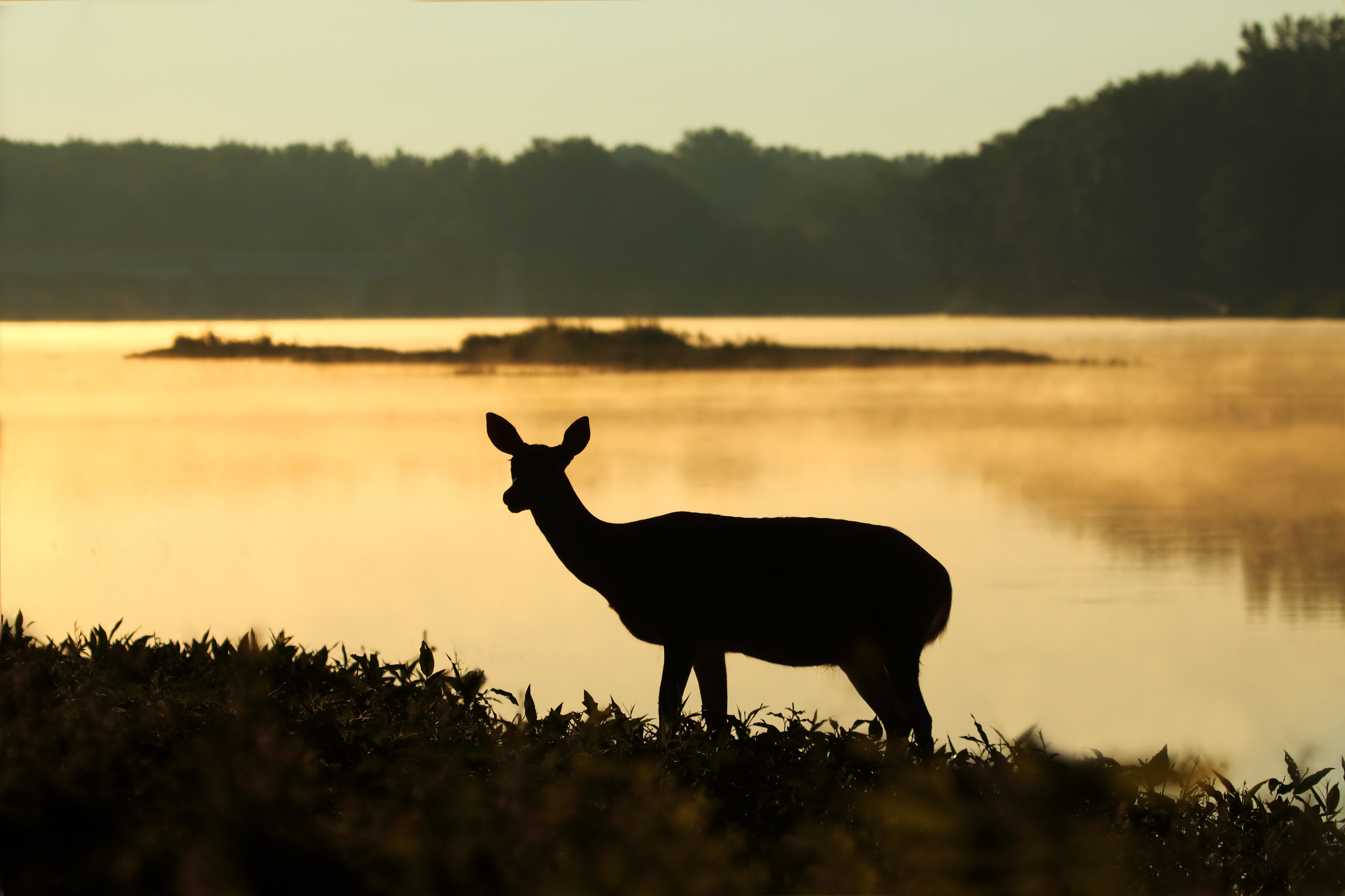 silhouette of deer on river duck during daytime