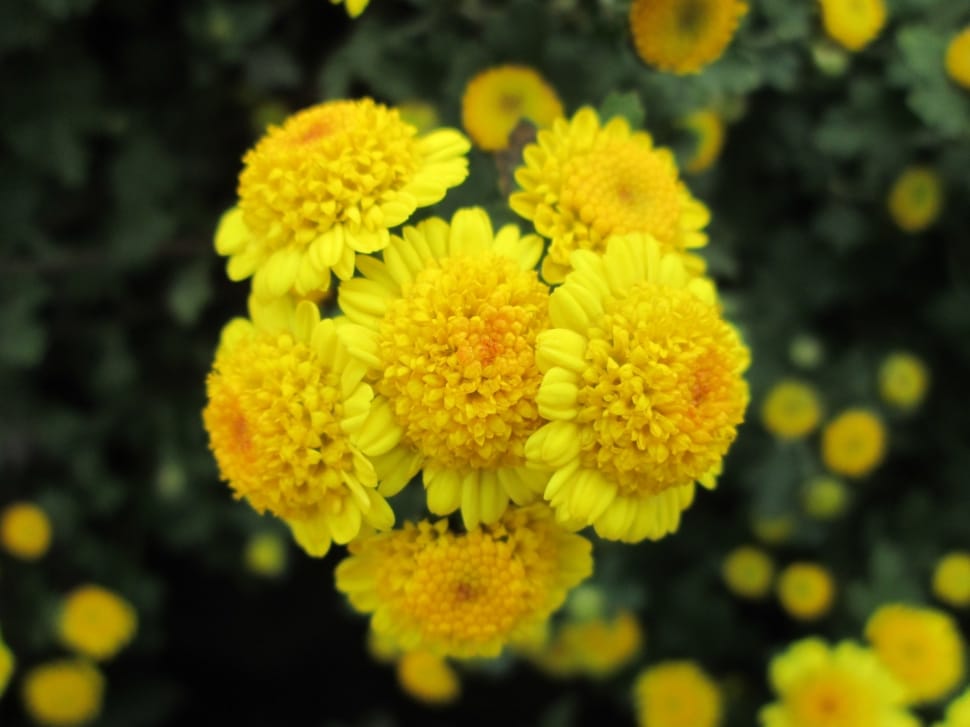 yellow flower preview