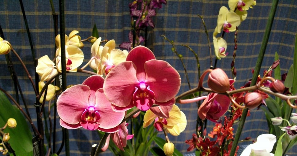 red and yellow orchids preview