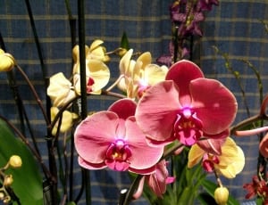 red and yellow orchids thumbnail