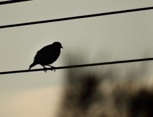 bird standing on rope thumbnail