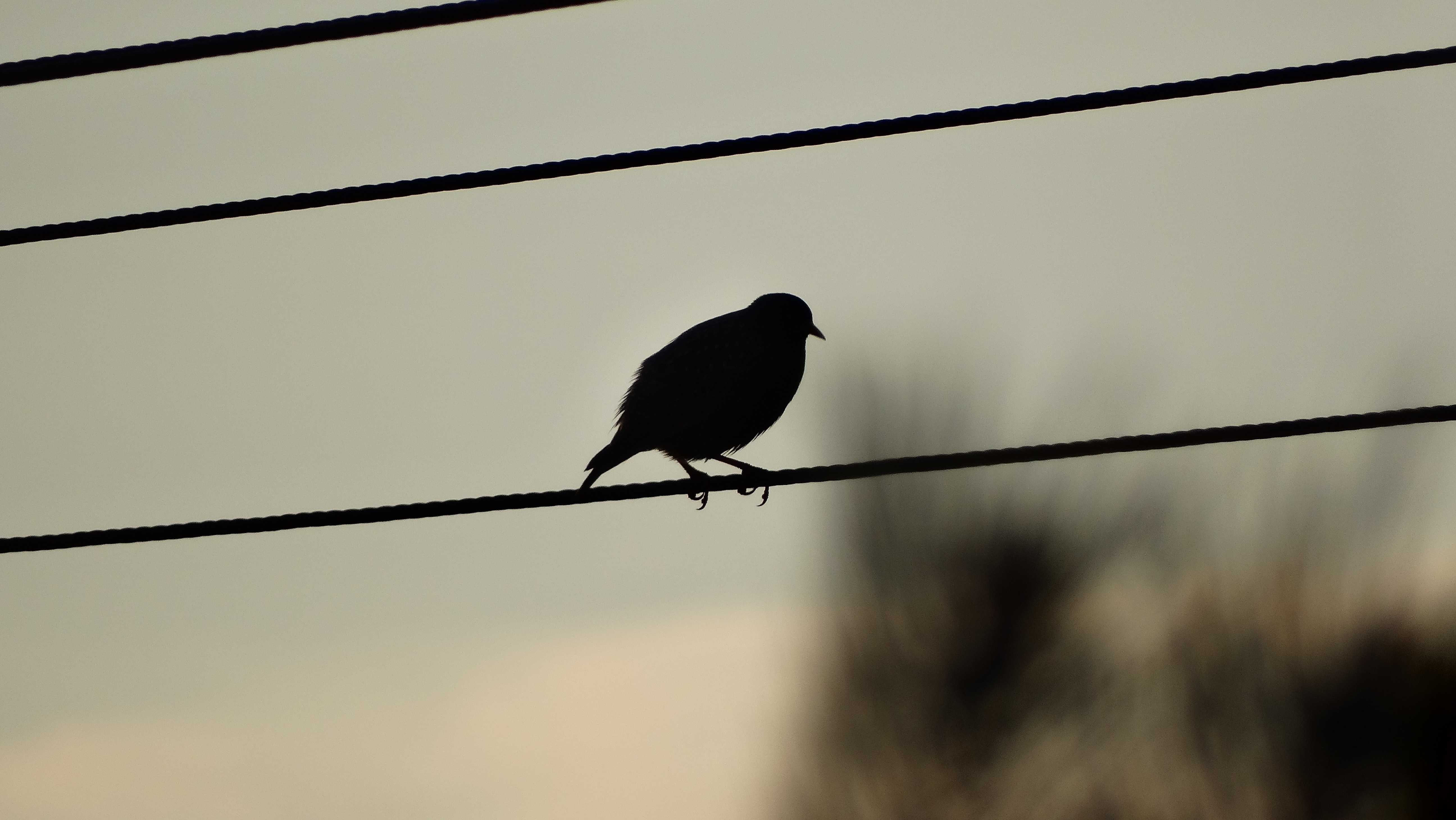 bird standing on rope