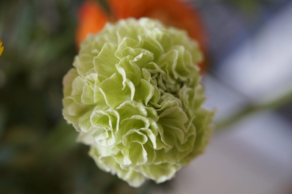 selective focus photography of green petaled flower preview