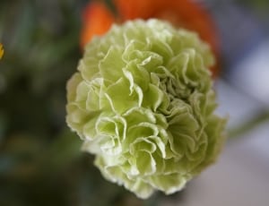 selective focus photography of green petaled flower thumbnail