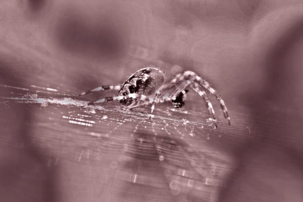 grey and black barn spider in closeup photo preview