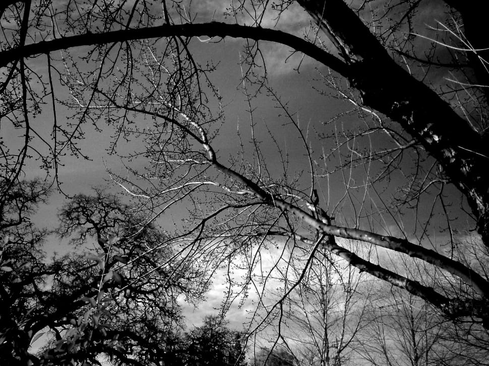 grayscale photography of tree preview