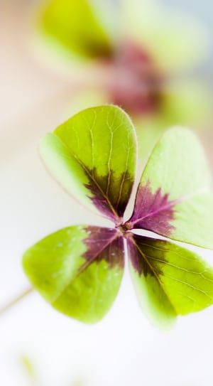 4 green and purple leaves thumbnail