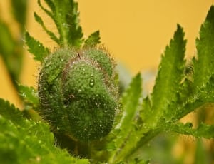 green leafed plant thumbnail