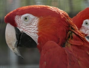 2 scarlet macaw thumbnail