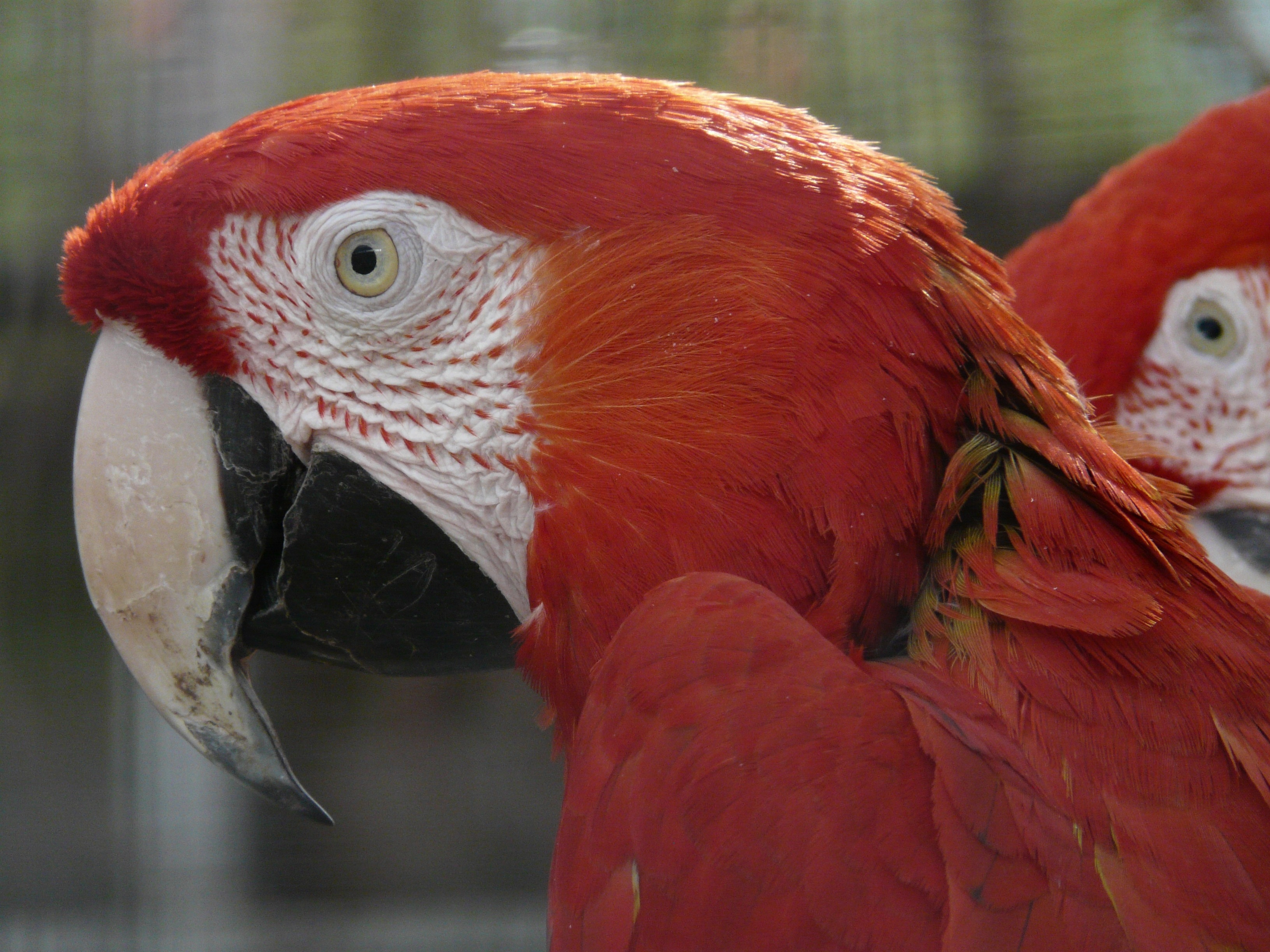 2 scarlet macaw