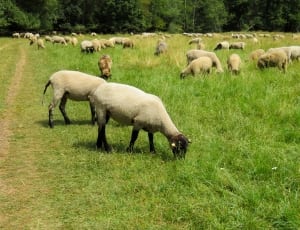 herd of sheeps thumbnail