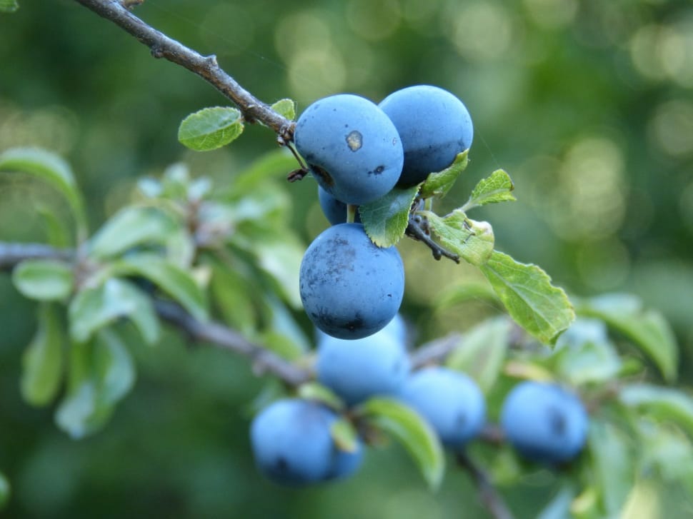 blueberry fruit preview