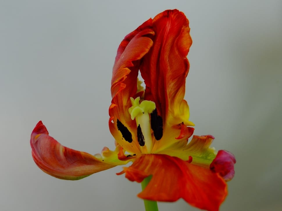 red and yellow tulip preview