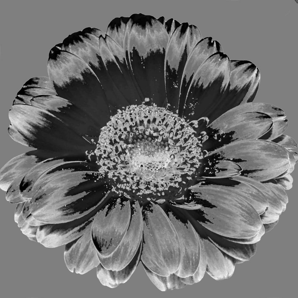 gerbera in gray scale preview