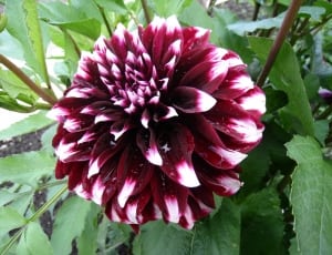 red and white multi petaled flower thumbnail