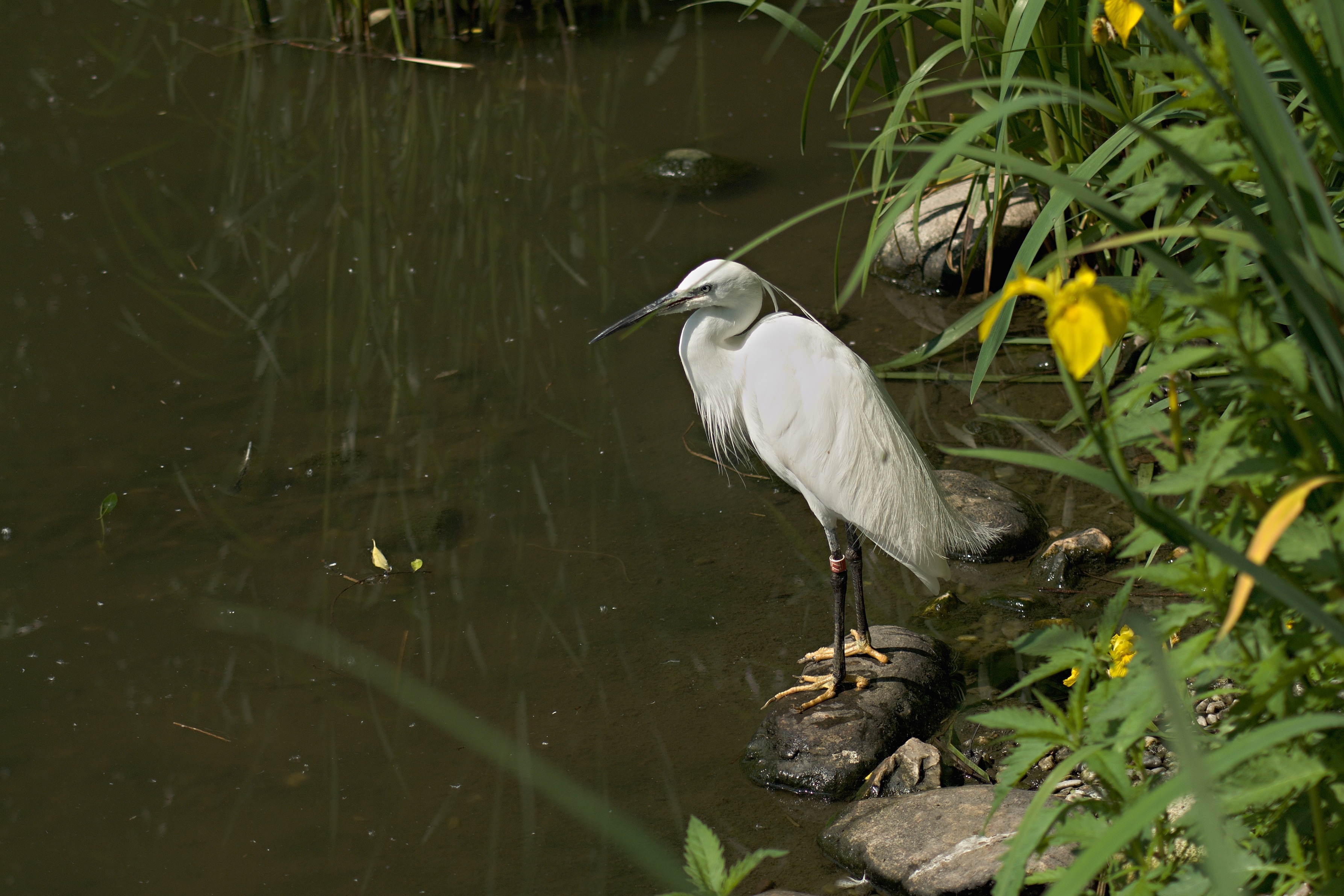 white bird