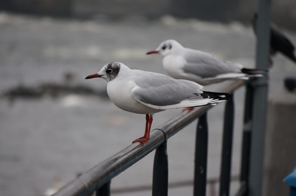 red billed gull preview