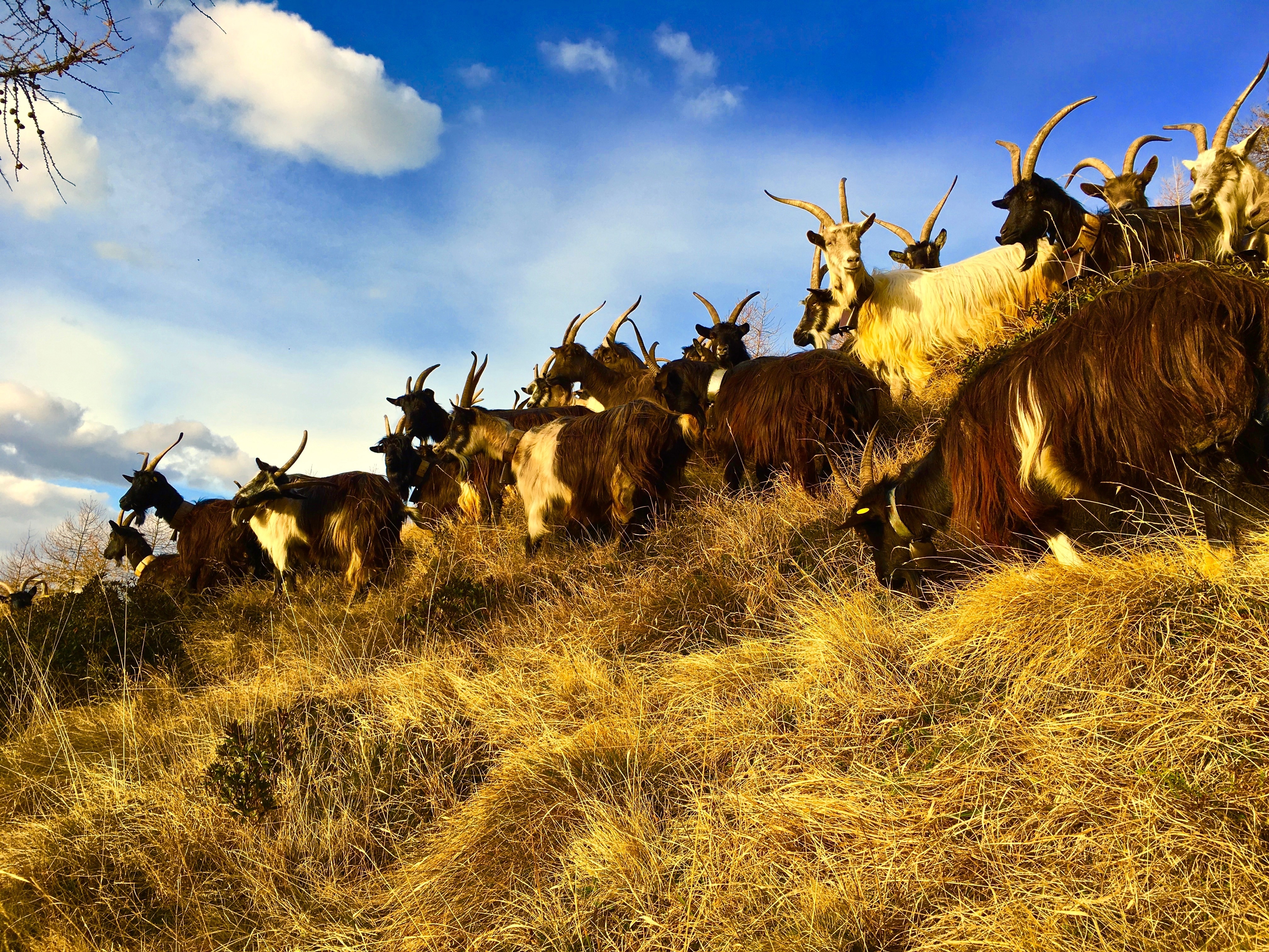 herd of ram