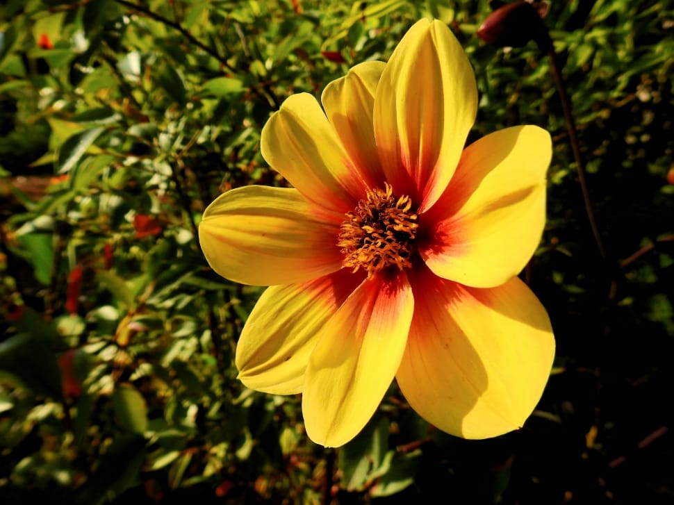 yellow and red flower preview