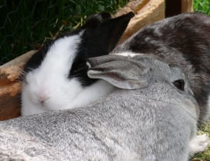 2 grey and white and black rabbit thumbnail