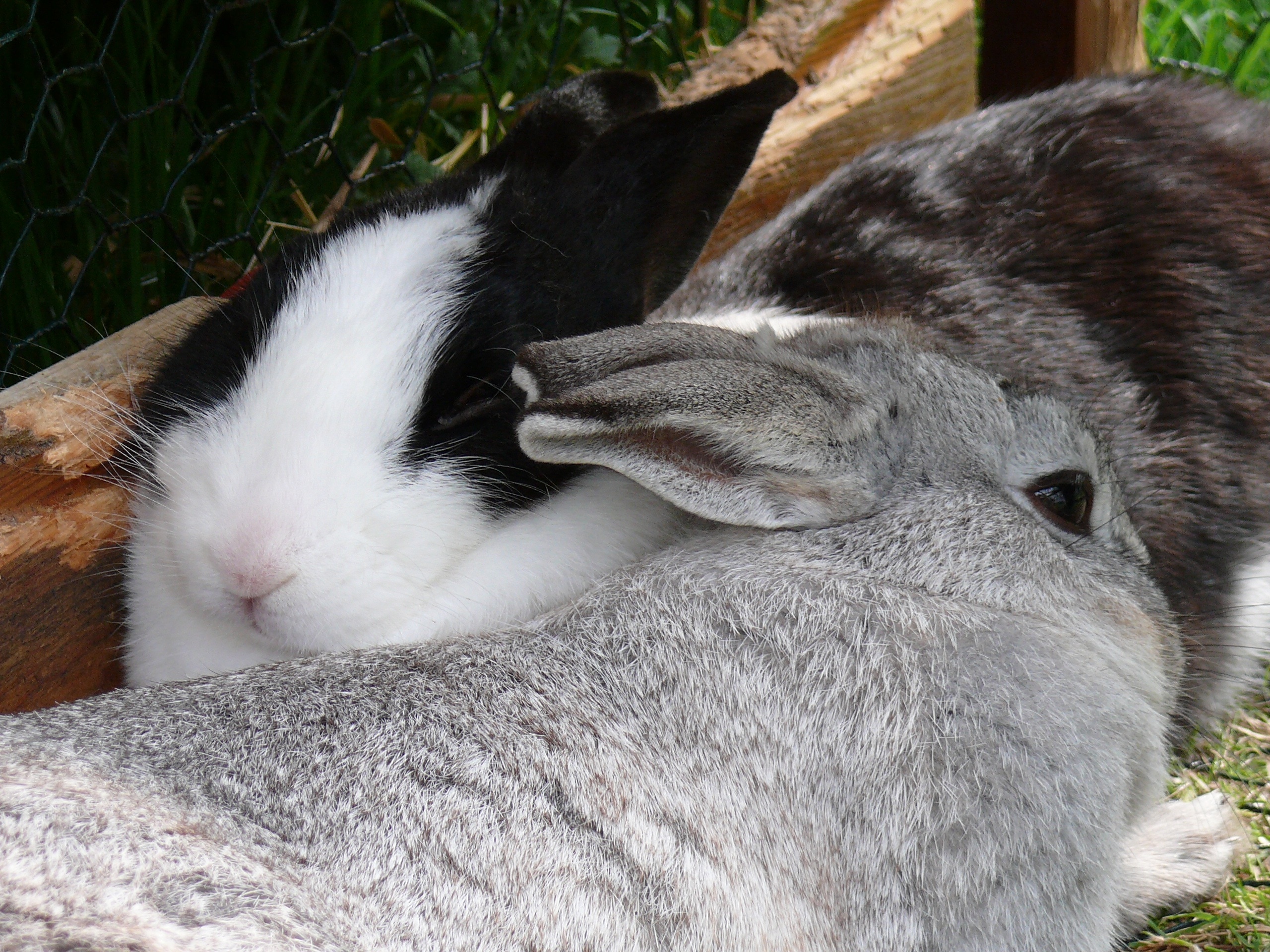 2 grey and white and black rabbit