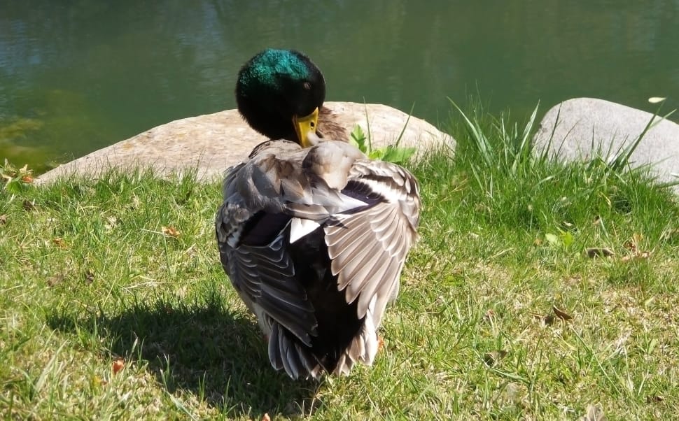 mallard duck on green grass preview