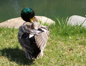 mallard duck on green grass thumbnail