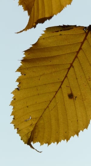 brown serrate ovate leaf thumbnail