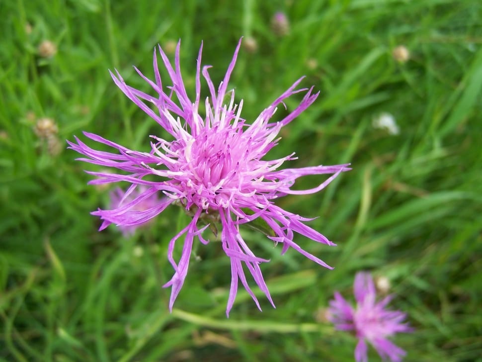 pink bee balm preview