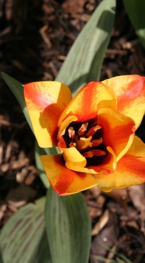 yellow red tulip thumbnail