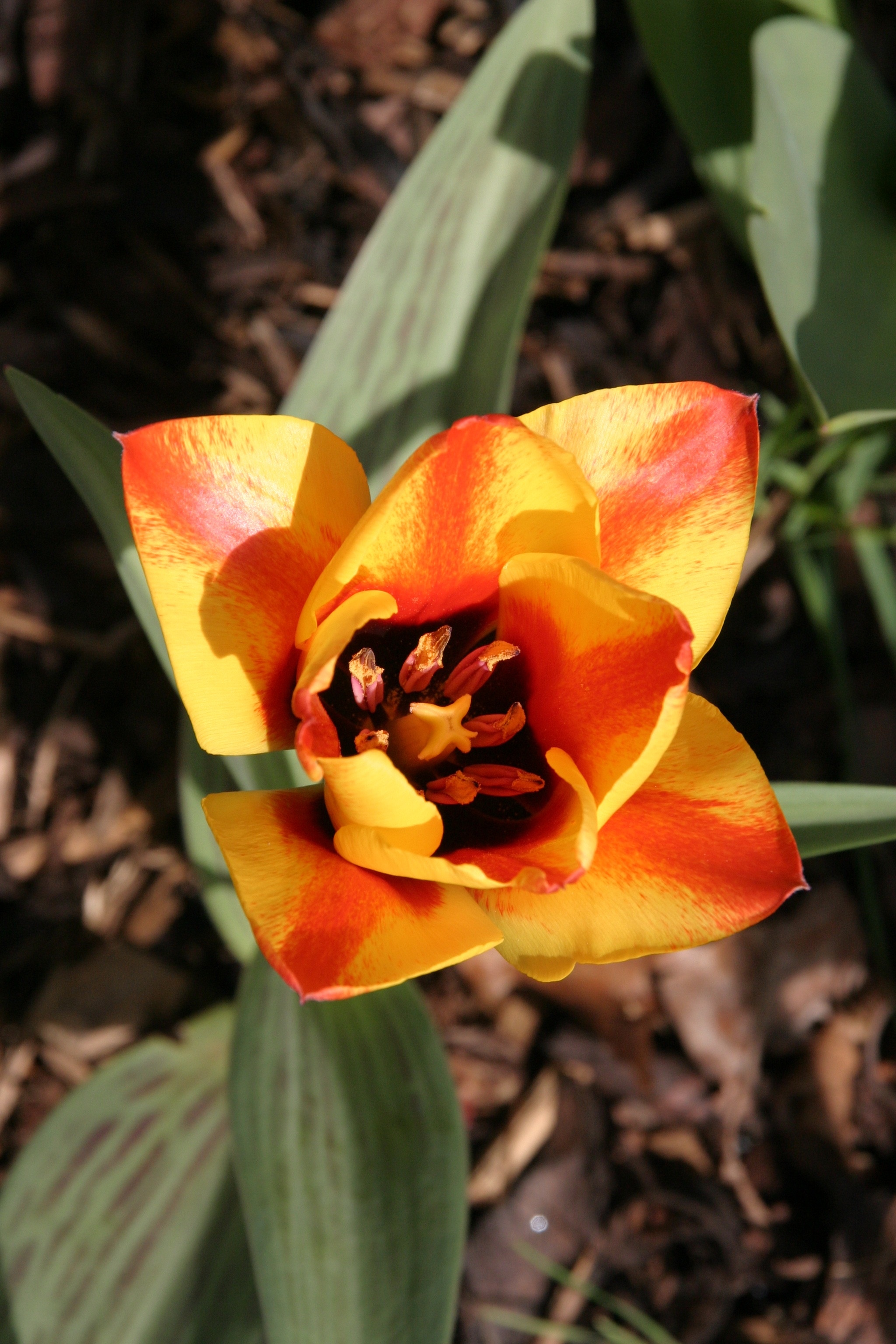 yellow red tulip