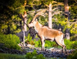 brown gazelle at forest thumbnail