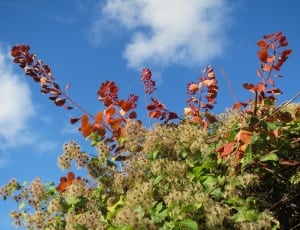 green and brow leafed plants under blue sky thumbnail